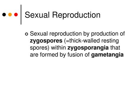 PPT - Phylum Zygomycota PowerPoint Presentation, free download - ID:1200399