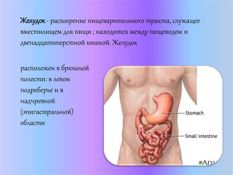 Анатомия и физиология желудка - презентация онлайн
