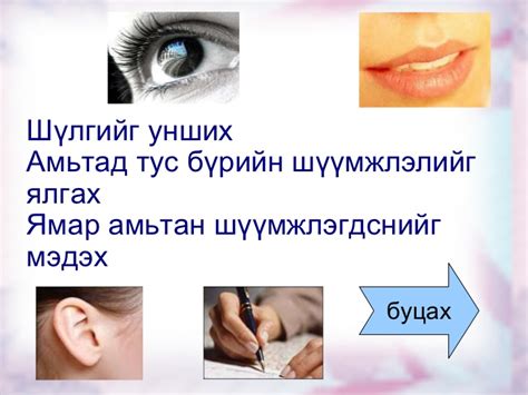 шүүмжлэгдсэн баавгай заах
