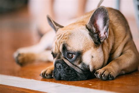 Cachorro Ofegante O Que Fazer - Cachorro Com Respiração Ofegante: O Que Fazer?