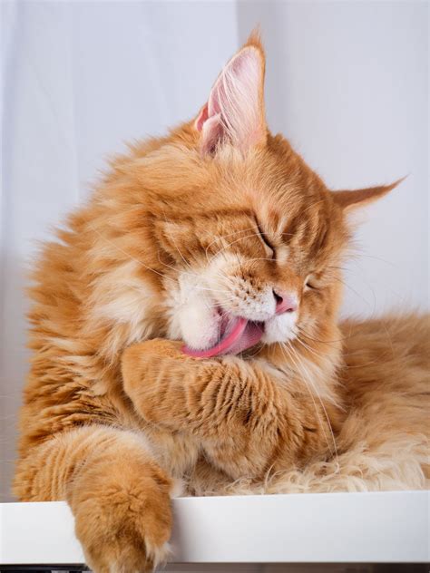 why are maine coon cats so big