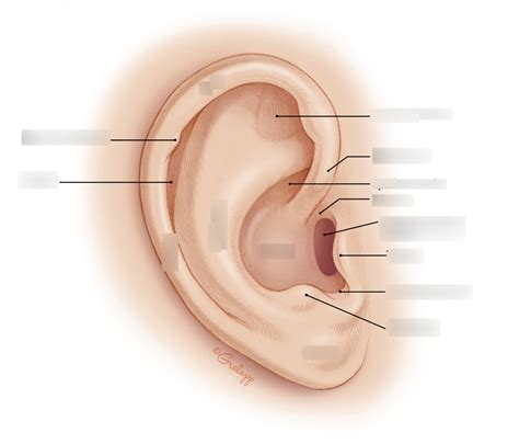 External Ear Diagram | Quizlet