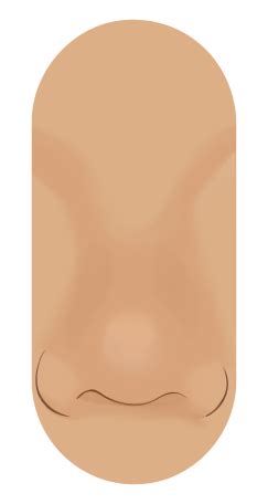 discover  nose shape  ai