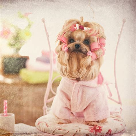 Yorkie Grooming - like a pro quick and easy!