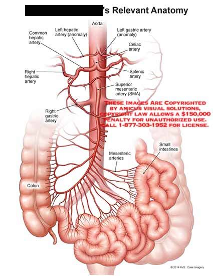 Sma Anatomy