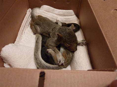 how to care for a squirrel