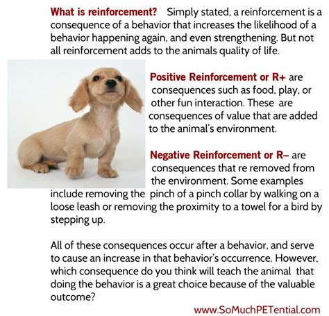 defining positive  negative reinforcement  pet training   petential