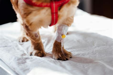 Female Dog Spayed Incision Care and Healing Tips