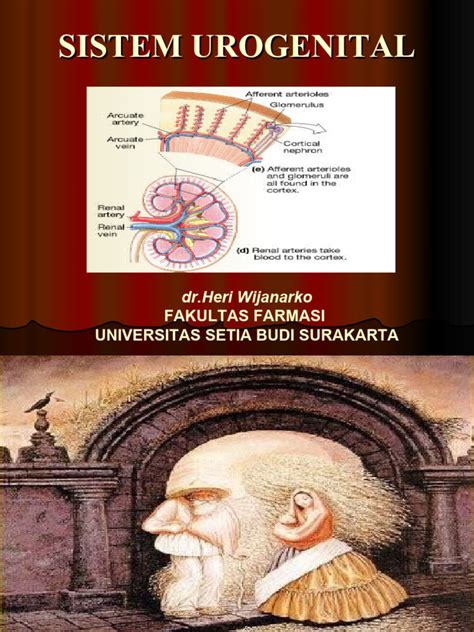 sistem urogenital