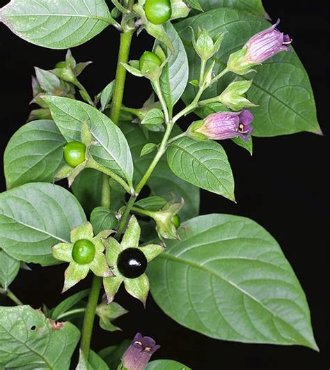 Atropa Belladonna Root