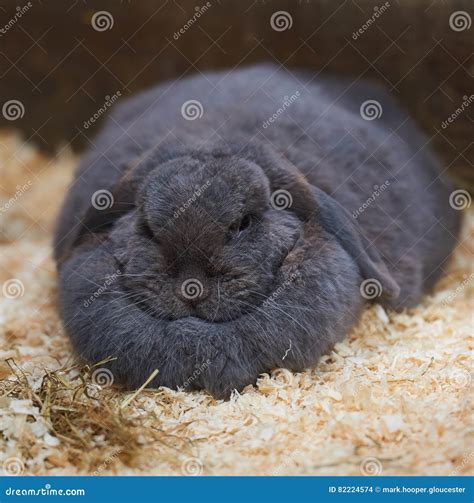 Massive Dewlap on a Fat Sleeping Rabbit Stock Photo - Image of mammal