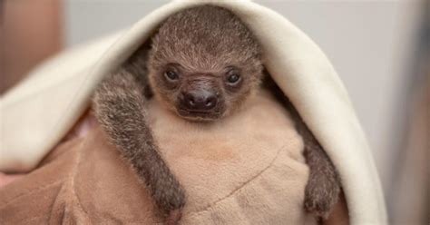 Florida Zoo Welcomes Adorable Baby Sloth - CBS Miami