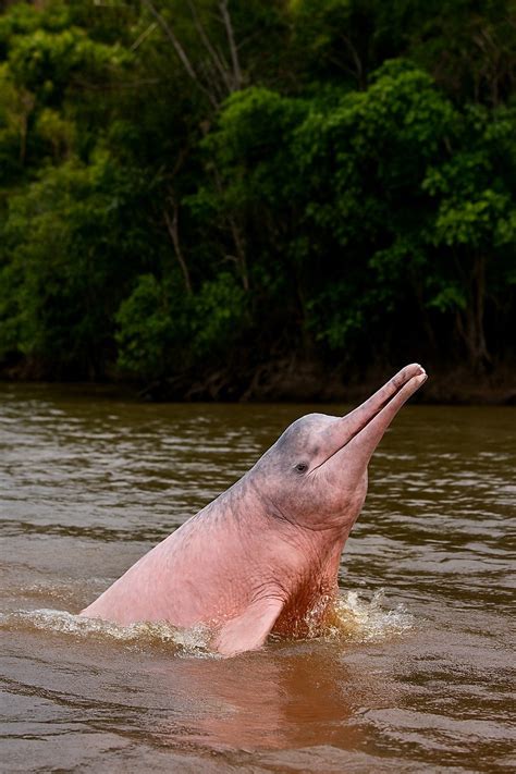 pink river dolphin amazon river boto royalty  stock