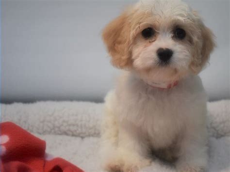 cavalier king charles spanielbichon frise dog female blennhiem white    puppy