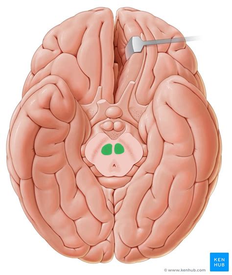 Red nucleus: Anatomy and functions | Kenhub