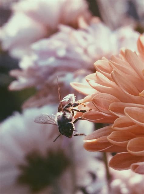 Selective Focus Photography of Bee on Flower · Free Stock Photo