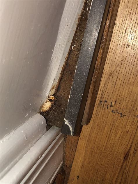 How To Fix A Door Sill at Samantha Lackey blog