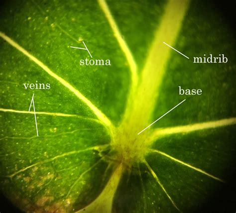 labelled leaf base – The Bodhi Tree Project