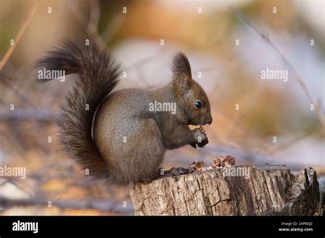 Hokkaido squirrel hi-res stock photography and images - Alamy