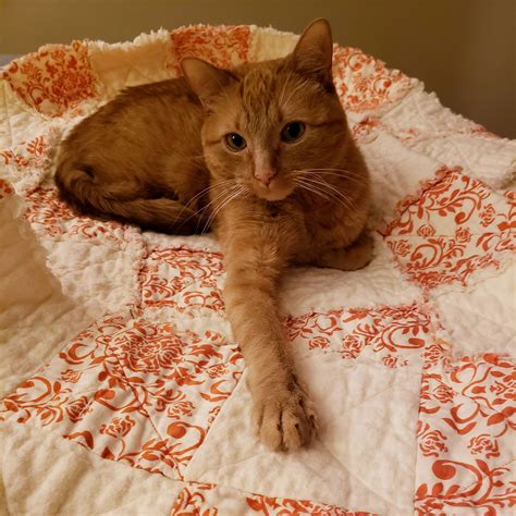 Grant The Cat - Grant The Cat added a new photo.