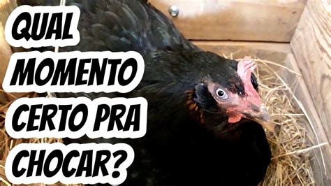 Galinha Choca Posição Na Cama Significado - Qual a hora certa momento exato para colocar uma galinha para chocar ...