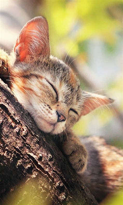 Kitty, sleeping, HD phone wallpaper | Peakpx