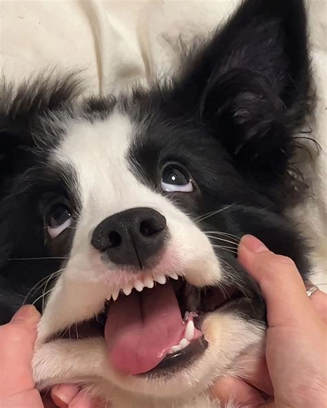 Pin by Karlee Purkiss on animals in 2025 | Silly dogs, Cute dogs, Cute