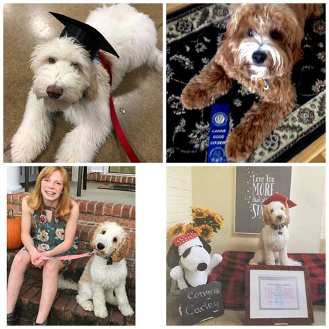 service  therapy dogs breeder  quality labradoodles puppies