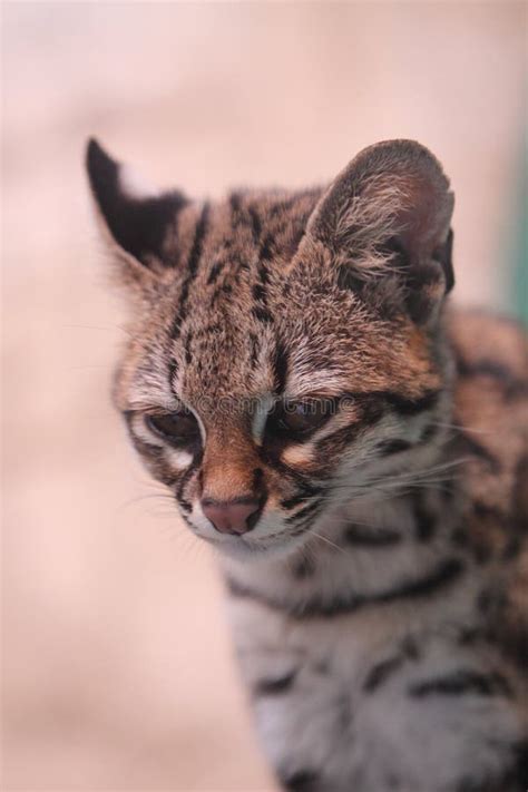 Little spotted cat stock image. Image of cunaguaro, tigrinus - 19102019