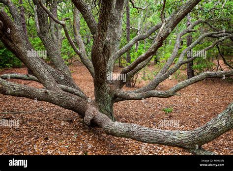 nc north carolina  oak forest   currituck banks