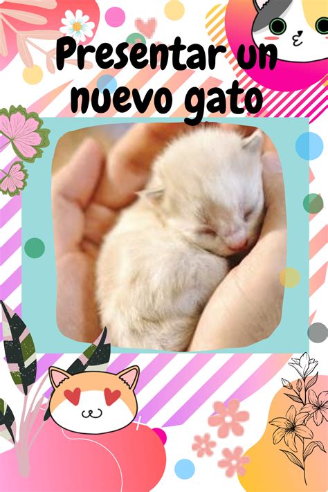 presentar al nuevo gato gatos presentaciones mascotas