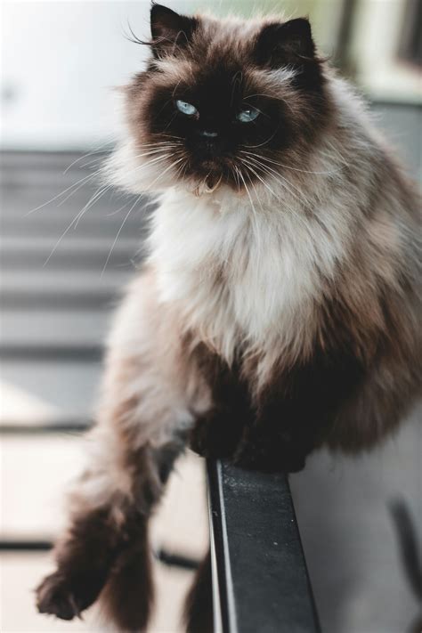 Cats Naked Breed Photos, Download The BEST Free Cats Naked Breed Stock