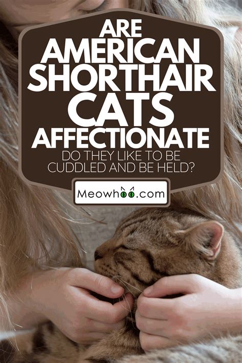 Are American Shorthair Cats Affectionate [Do They Like To Be Cuddled