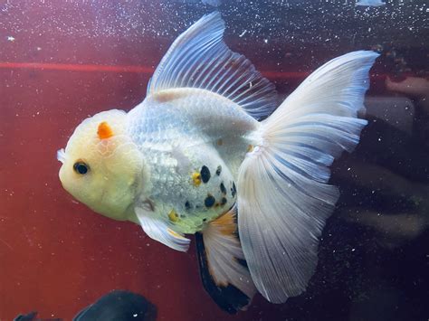 223 best Oranda images on Pholder | Goldfish, Aquariums and Shittyaquariums