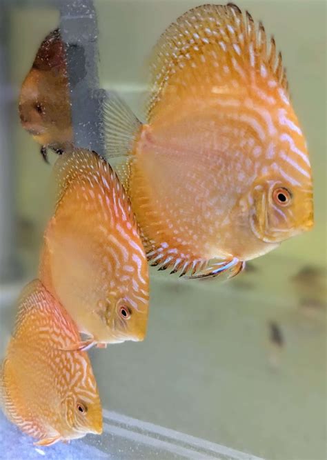 lot de discus discus farm jdl france la qualite elevee en france
