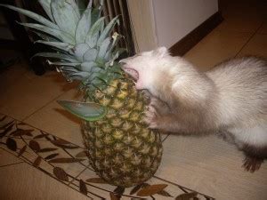 Create meme "ferret in the home, home ferret, funny ferrets" - Pictures ...