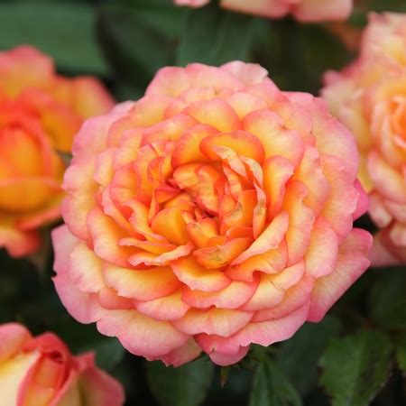 Саженцы миниатюрных роз в Сады Беловых | интернет-магазин, питомник