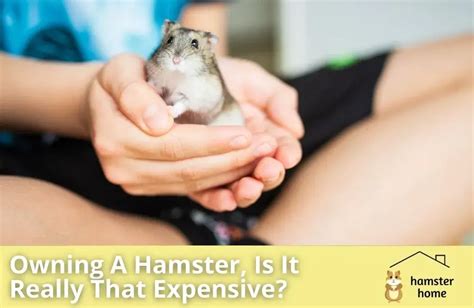 The Hamster Paradox: 5 Hidden Expenses That Will Double Your Hamster Costs