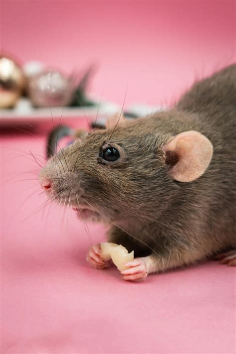 draw  rat howtothingsnet