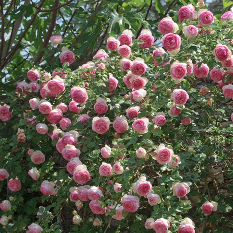 Eden Rose (Pierre de Ronsard) | Climbing Rose | £15.75 – Eastcroft Roses