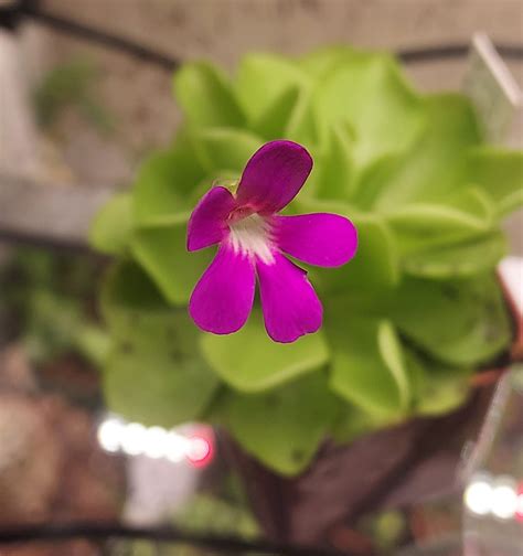 Butterwort (Pinguicula) Care – Cedar Bridge Botanicals