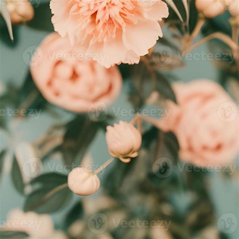 Aesthetic Bohemian Pink Peons On Beige Background 22511714 Stock Photo ...