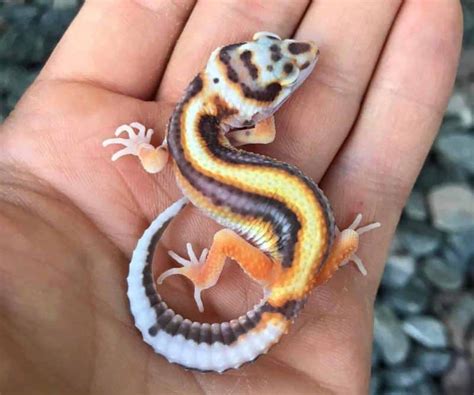 What is the rarest leopard gecko color?