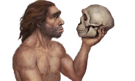 neanderthals  extinct   animals