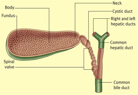 bile duct bile duct anatomy pathway  function ecckf