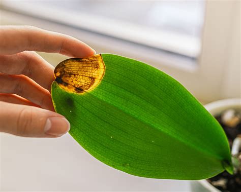 9 Orchid Leaf Problems: How To Spot & Cure Common Issues | Gardening