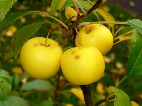 malus sylvestris wikipedia