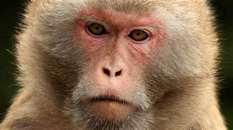 Neuralink accused of performing illegal experiments on monkeys | kvue.com