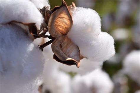 Commodity Cotton - Everything you need to know about Cotton