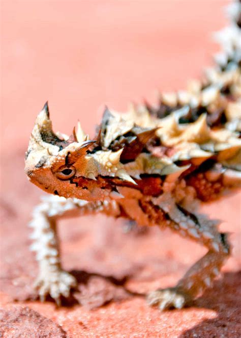 wild animal encounters scary 4